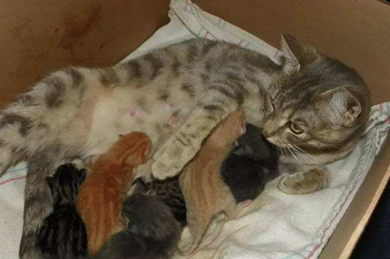 猫怀孕多久可以做b超