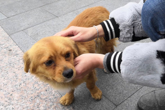 任何狗都带狂犬病毒吗
