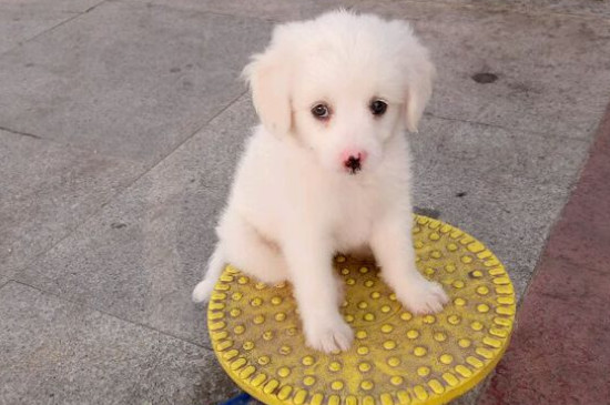 小狗严重脱水能否救活