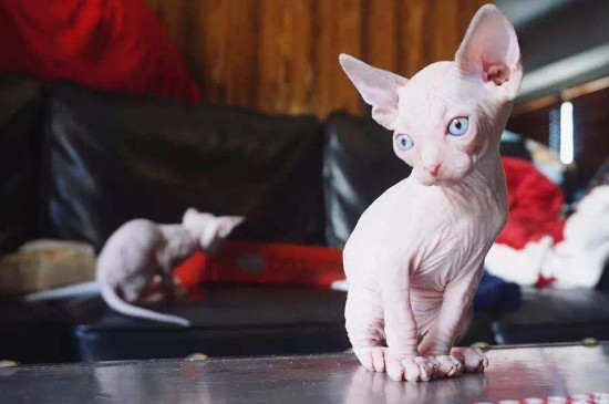 加拿大无毛猫价格多少，斯芬克司猫多少钱一只