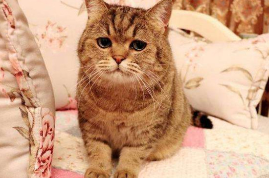 把猫咪送走它明白吗