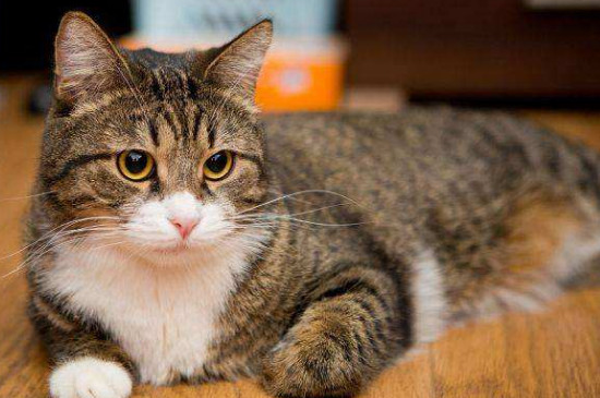 猫可不可以吃石榴