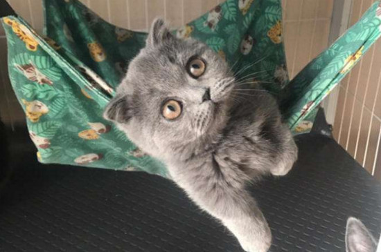 矮脚猫是不是跳不高