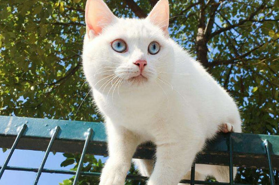 土猫有必要吃猫粮吗