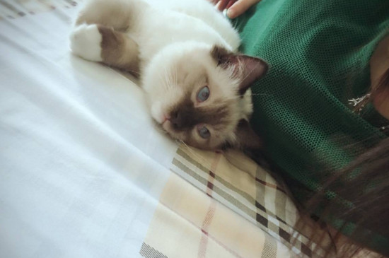 猫咪时不时甩一下头