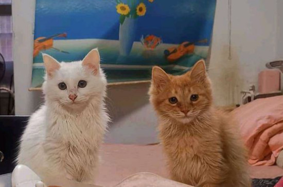 猫咪几个月会凶人