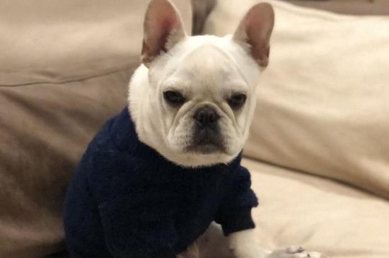 法斗属于小型犬还是中型犬