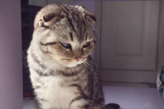 折耳猫后脚肿大怎么办