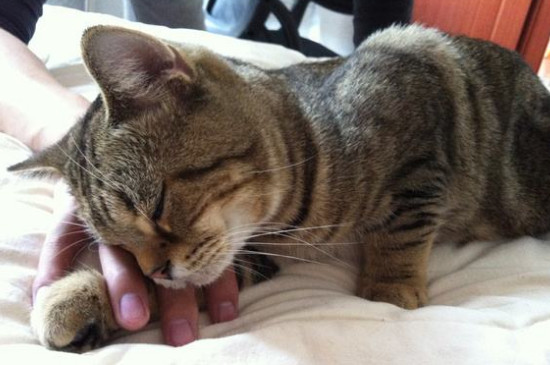 猫咪绝育后不吃不喝
