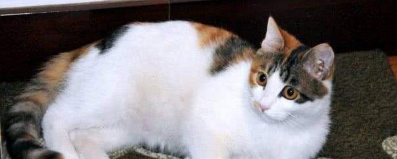 为什么三花猫性格好