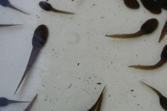 蝌蚪吃水草吗