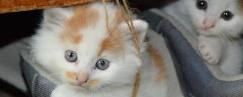 猫咪吐血但是精神很好