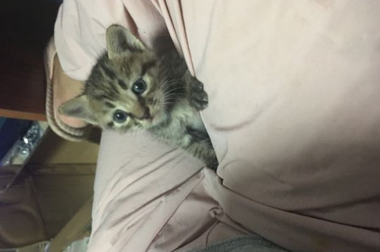 猫丢了会想主人吗