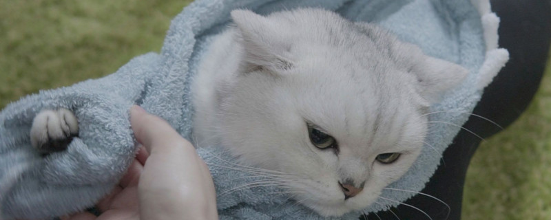 猫生闷气的表现
