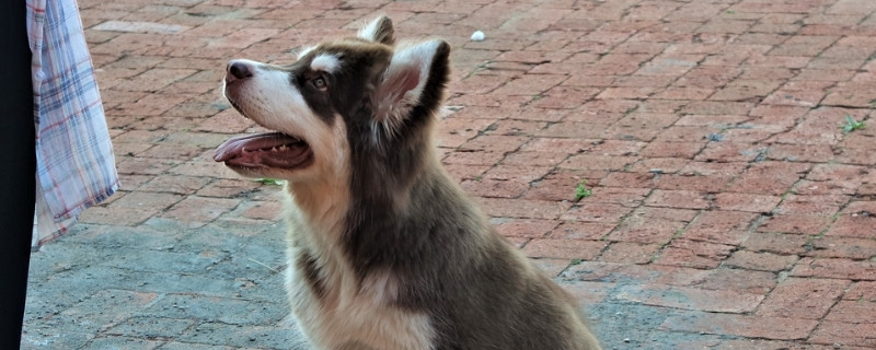 幼犬需要挤肛门腺吗