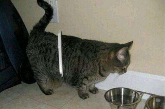 狸花猫换主人后的表现