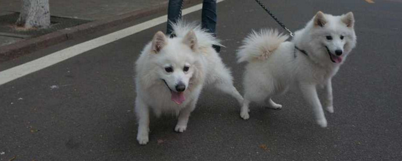 银狐犬咬人吗