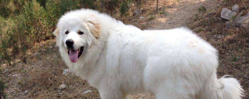 大白熊犬为什么禁养