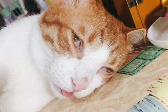 猫中毒的症状，最简单的治猫中毒方法