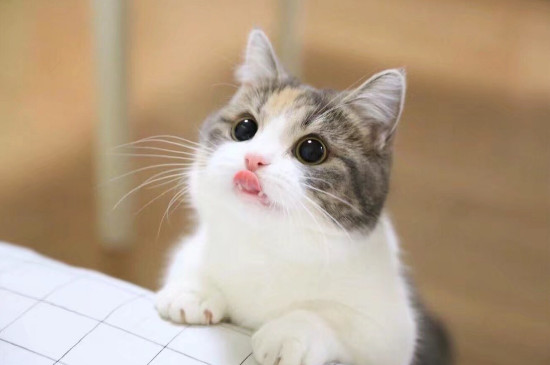 猫咪吐白色粘液后死亡