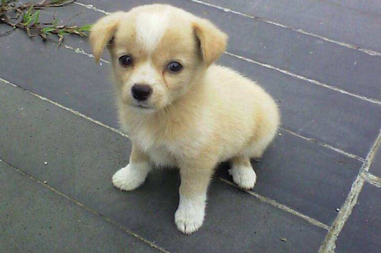 幼犬脐疝要不要揉