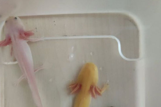 六角龙鱼缸要放多少水