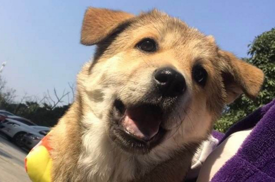 狗狗狼嚎表示什么情况