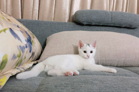 绝育的公猫还会发情吗