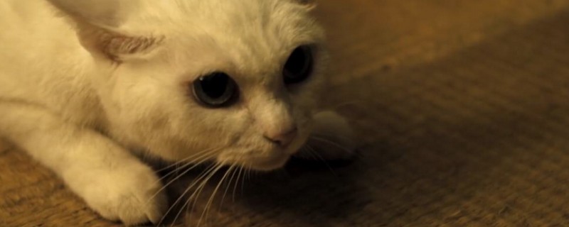 庆大霉素给猫怎么喂