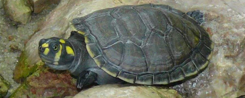 黄头侧颈龟和什么鱼混养