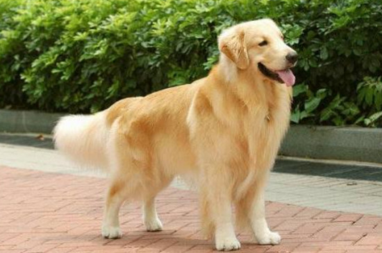 金毛犬怎么养