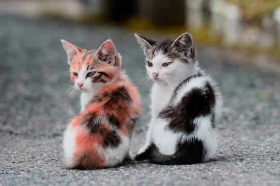 养两只猫和一只猫的区别
