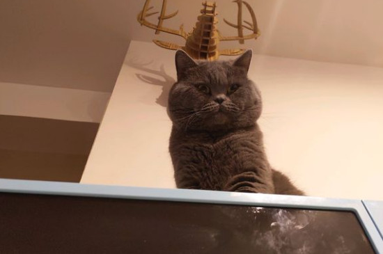 怎么让猫咪不上你的床