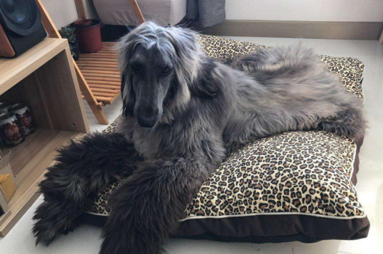 阿富汗猎犬为什么禁养，体型过大而且属于烈性犬