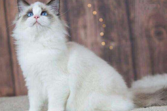 宠物猫为什么这么贵