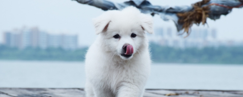 小狗能吃阿莫西林吗
