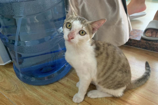 猫鼻支后遗症症状