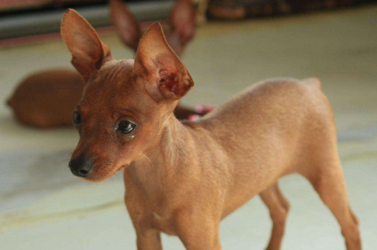迷你杜宾和小鹿犬的区别