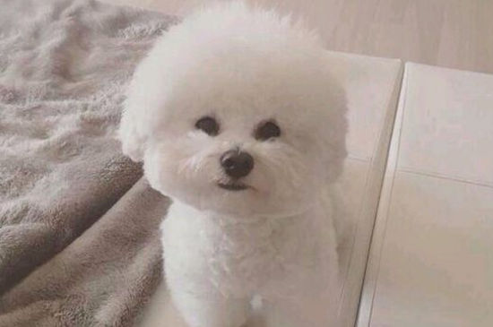 比熊总是呜呜叫怎么办