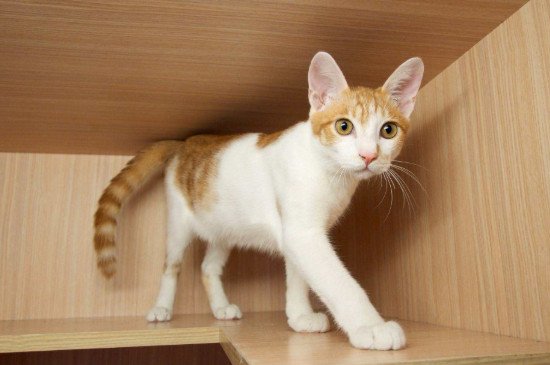 猫怕吹风机怎么吹干
