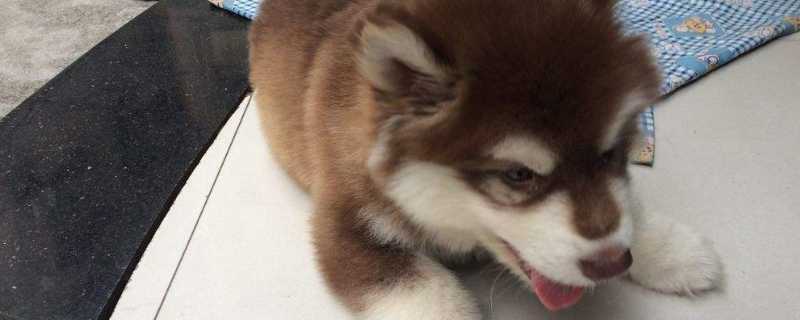 狗狼嚎怎么回事