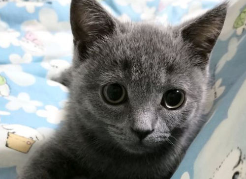 猫为什么不能驯化