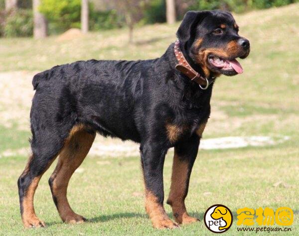 罗威纳犬容易训练吗，不适合新手饲养的猛犬