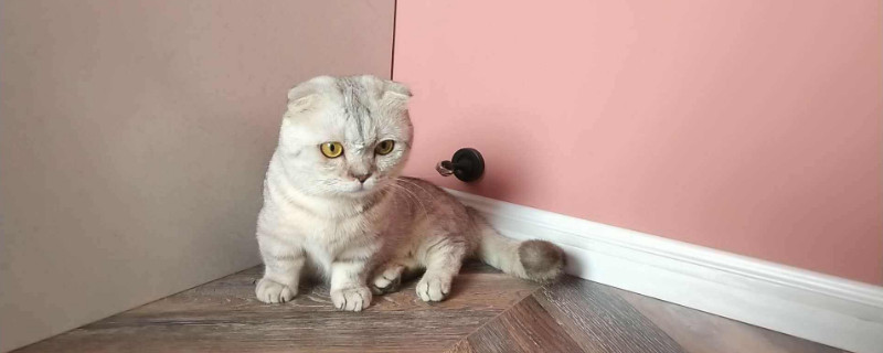 猫咪能感受到人的爱吗
