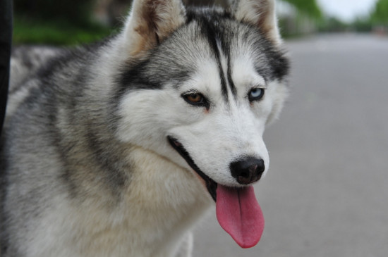 盘点世界三大无攻击性犬类，别信誓旦旦说你家狗不咬人