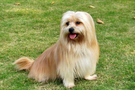为什么西施犬养的人少，三大缺点导致西施犬没人养