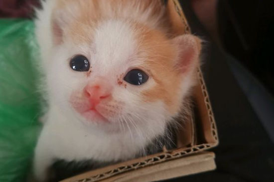 两个月幼猫食谱