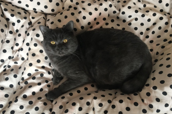 让猫挠出血用不用打针