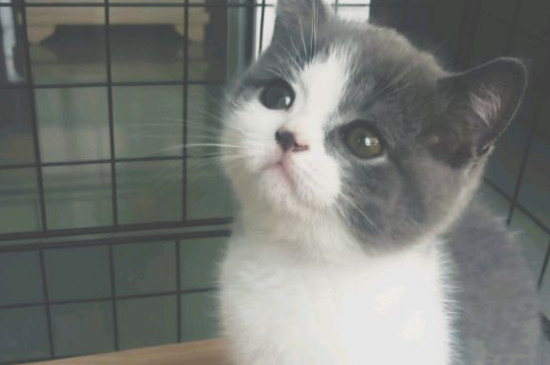 猫咪喜欢蹭人什么意思