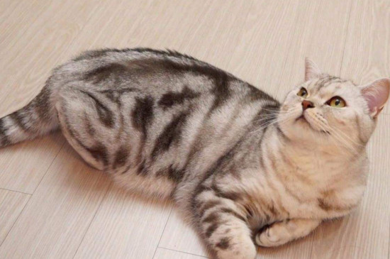 猫咪哀求的表现的叫声
